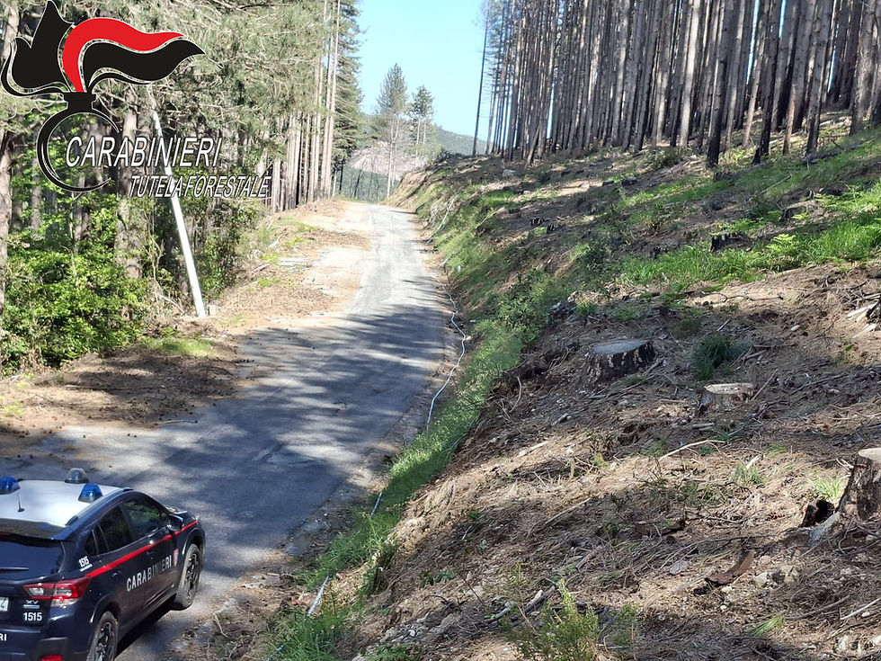 Nardodipace, area sequestrata dai carabinieri forestale