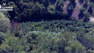 Piantagione di marijuana scoperta nel territorio di Tarsia