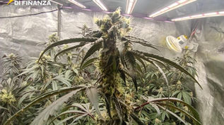 Operazione Guardia di Finanza Cetraro: sequestro marijuana e attrezzature indoor
