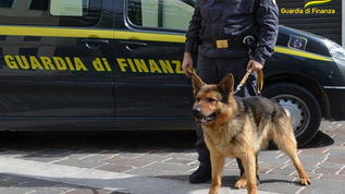 Il cane Alma della guardia di finanza
