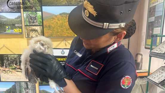 Pullo di barbagianni ferito recuperato a Tortora Marina dai Carabinieri Forestali