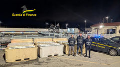 Sequestro di novellame di sarda