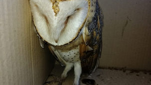 Bonifati, morto il barbagianni recuperato sul lungomare