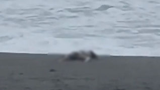 Cadavere in spiaggia ad Amantea
