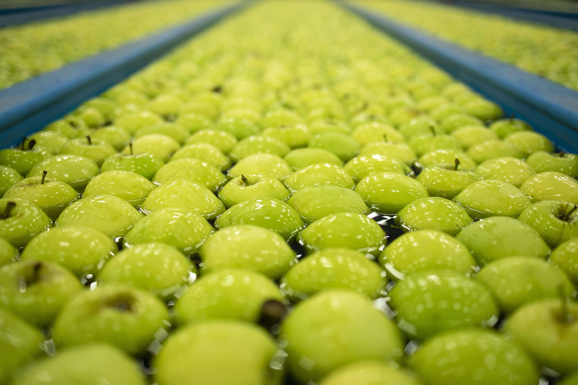 green apples lying in water on factory table