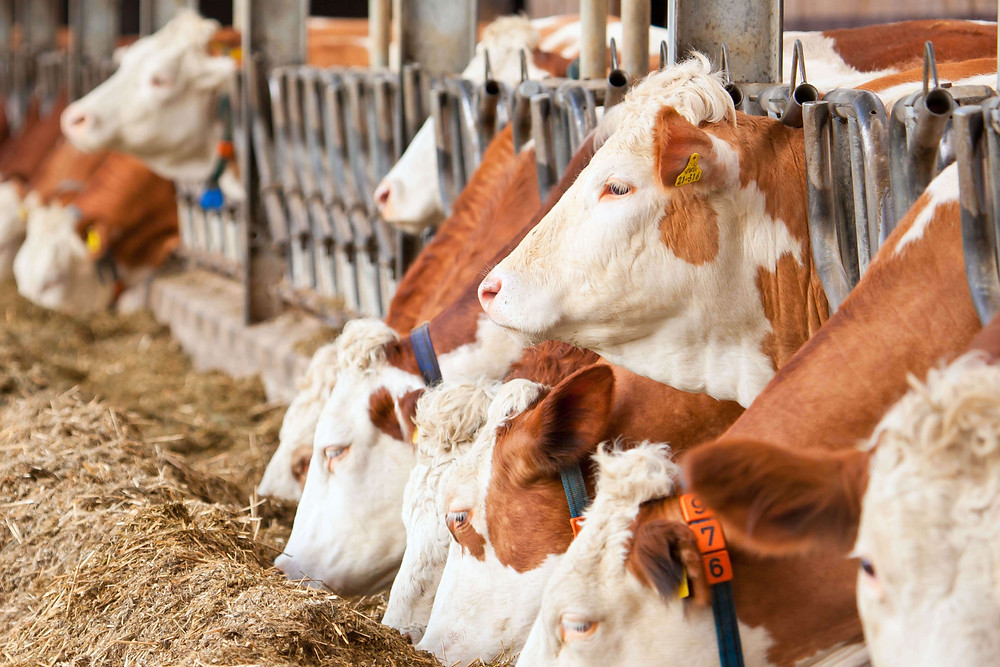 cows eating while in their caged housing