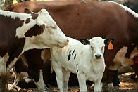 cow-and-calf-46V5FJU-min.jpg
