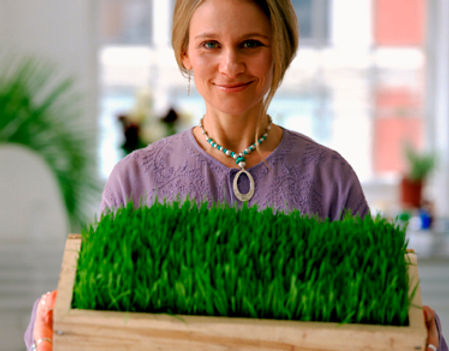 Wheat Grass