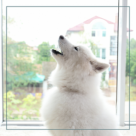 Dog howling by a window to demonstrate the problems faced by owners of dogs with separation anxiety in Warwickshire
