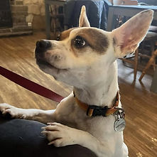 A terrier-cross type dog with her paws on someone's knee above a testimonial for separation anxiety training in Rugby