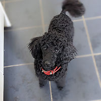 Miniature Poodle looking at the camera, shown above a client testimonial for dog training in Leamington Spa