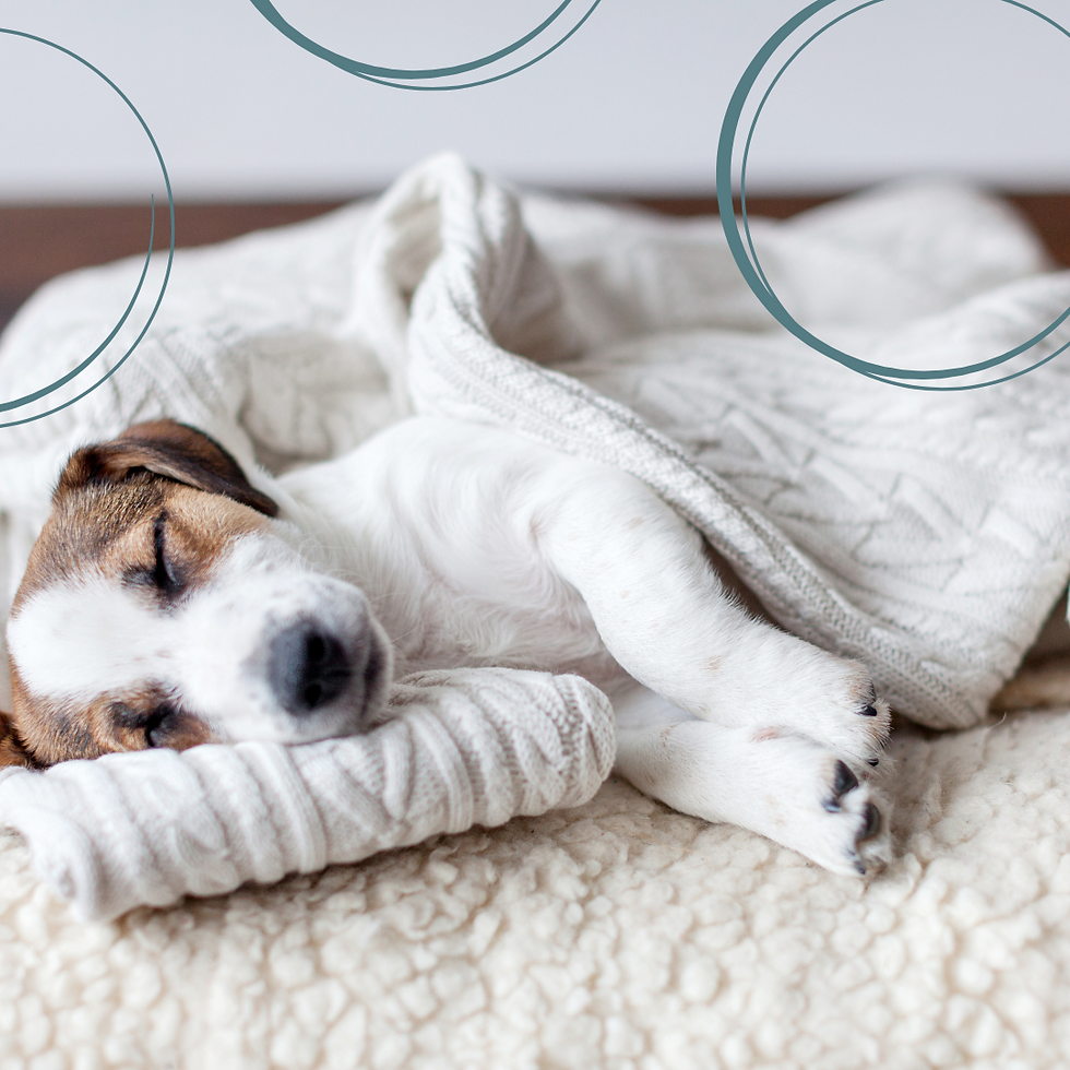A terrier asleep under a blanket