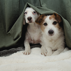 anxious-dogs.png