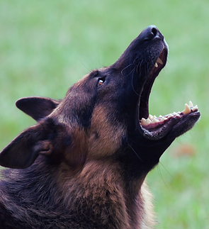 Untitled (1200 x 800 px).png