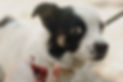 scared-dog_edited_edited.jpg