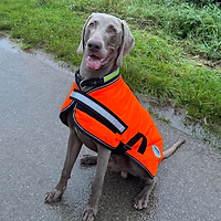 Weimaraner looking at the camera, featured above a testimonial praising behaviour support in Warwickshire