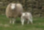 Sheep with lambs