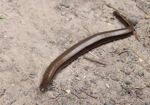 Dagley Lane slow worm.jpeg