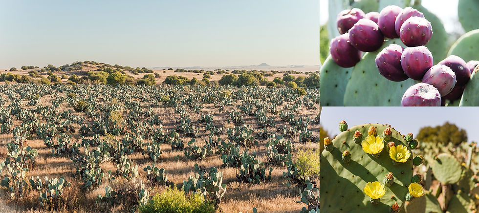 Heirloom Orchard, South Africa