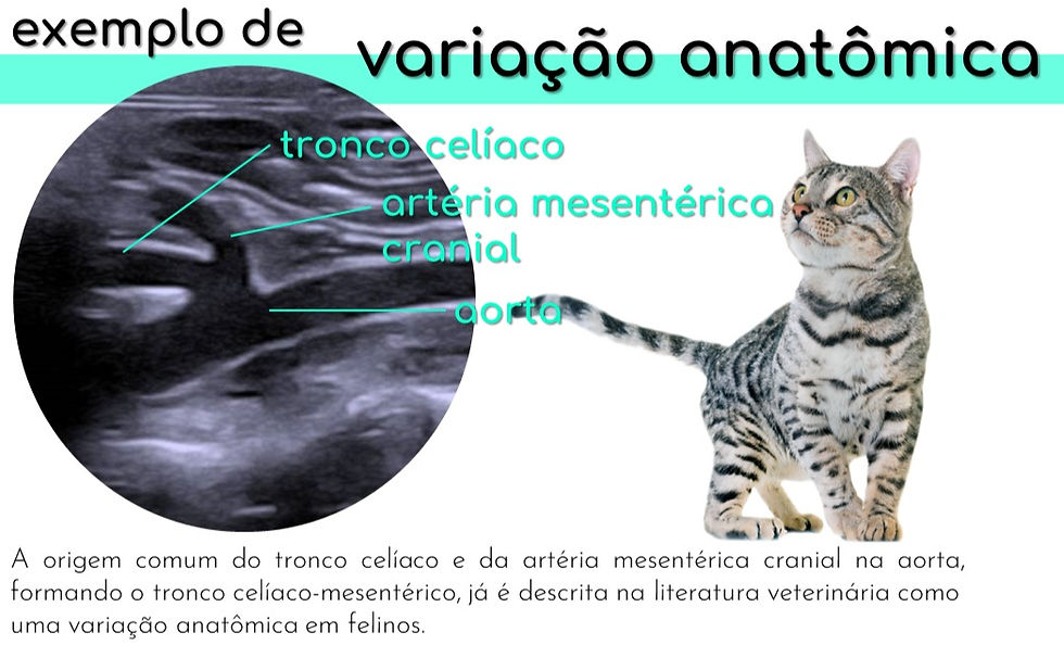 tronco celíaco-mesentérico em felinos