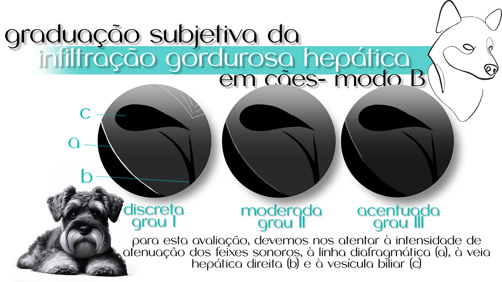 classificação ultrassonográfica da infiltração gordurosa em cães