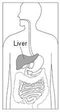 מרכז הג'י (G Center) - https://en.humandesign.academy/ - Liver