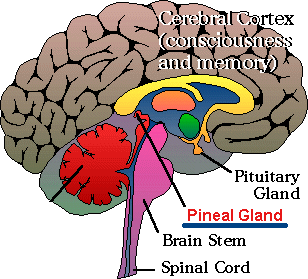 מרכז הראש (Head Center) - https://en.humandesign.academy/ - Pineal Gland