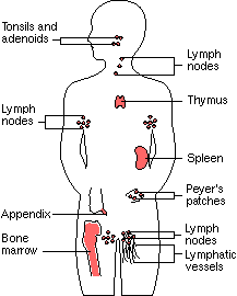 מרכז הטחול (Splenic Center) - https://humandesign.academy - Killer Cells
