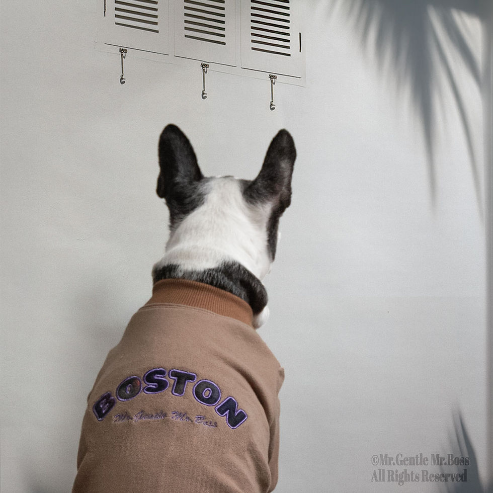 サムネイル： BOSTON刺繍　裏毛スウェット　モカブラウン