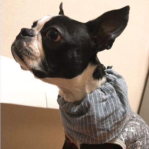 Alfredくん