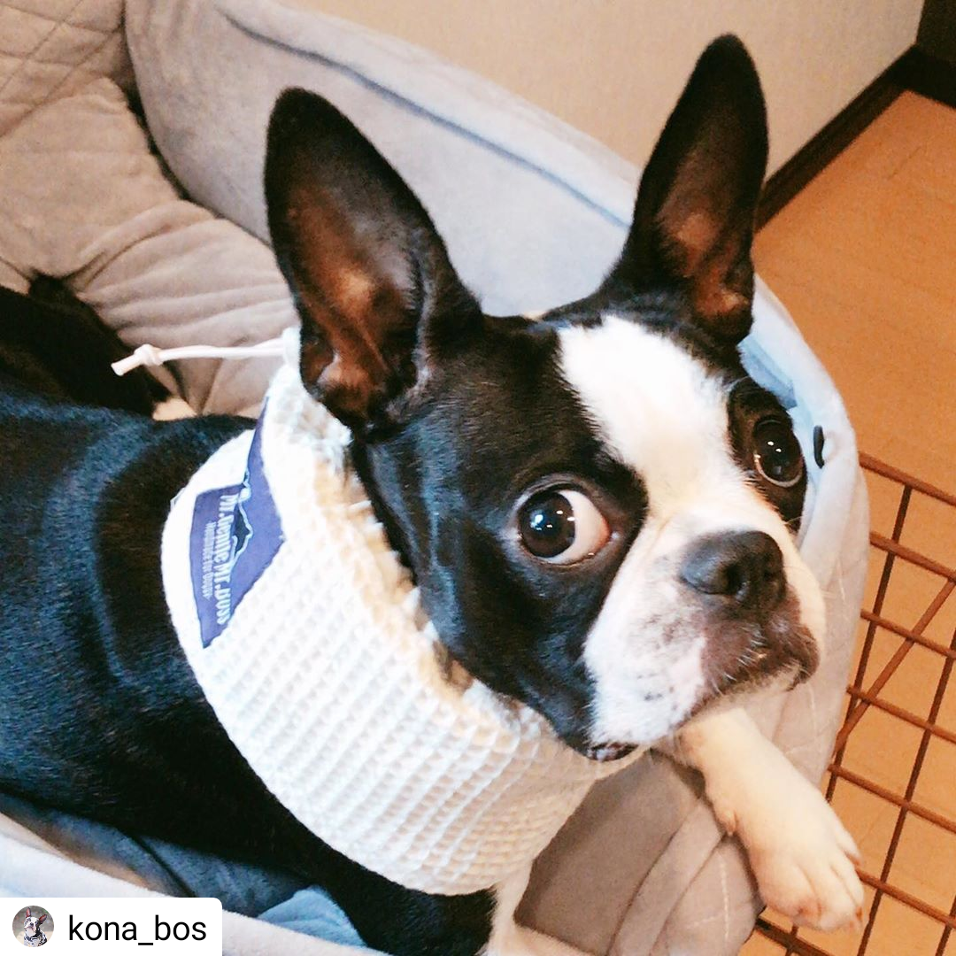 KONAちゃん