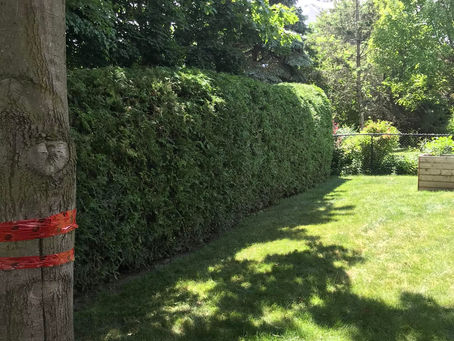 Benefits of Hedge and Tree trimming