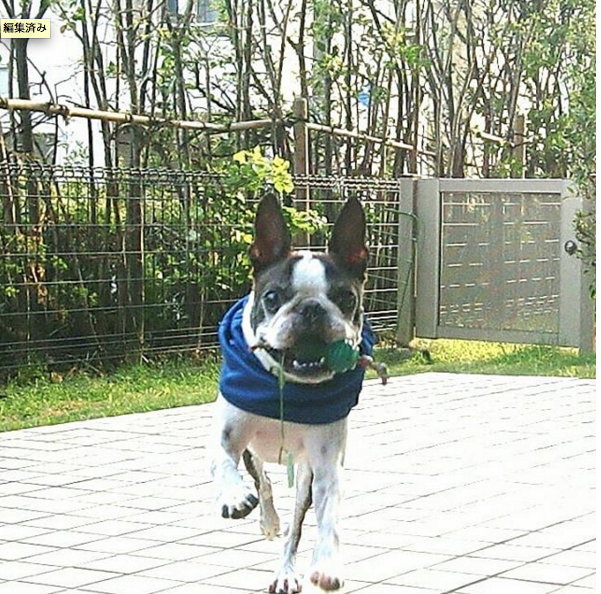 マルオくん