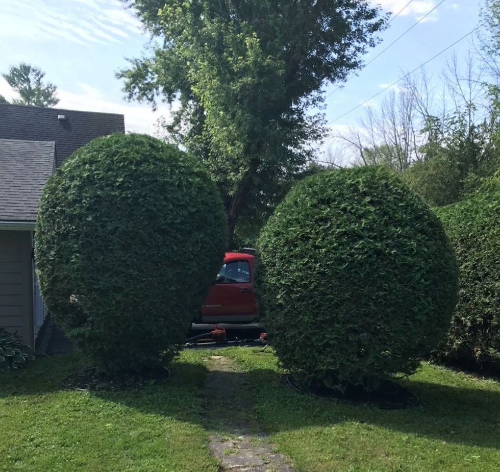Hedge Trimming and Stump Removals