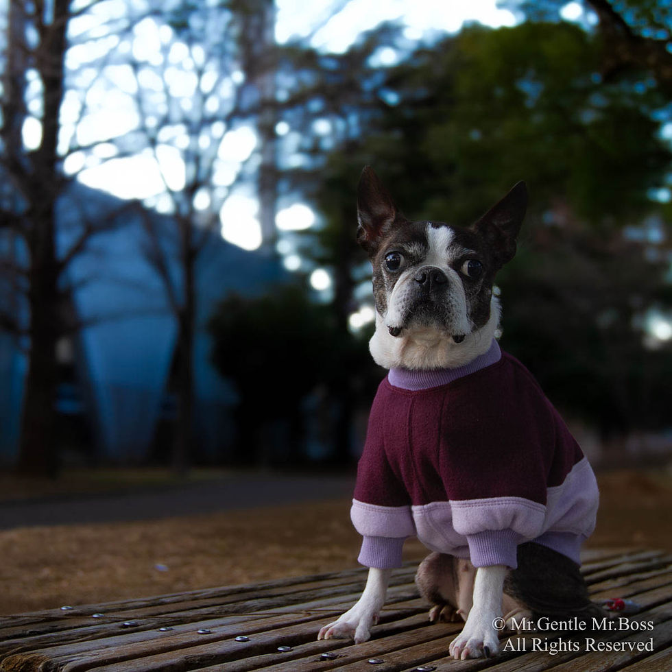 サムネイル： 切替ラグランフリース Pullover Plum & Lavender