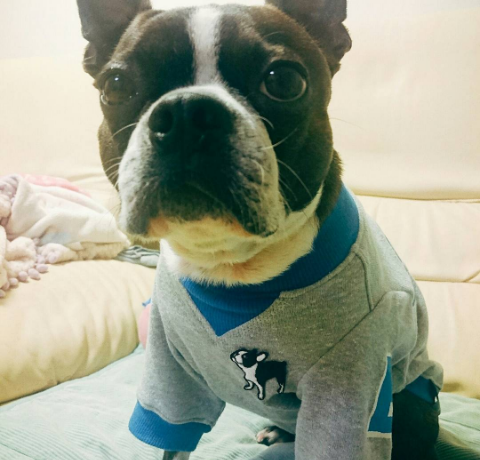 弁慶くん
