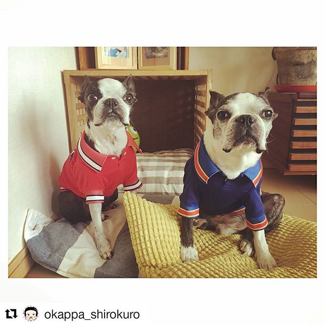 まるちゃんとしゃちパパ