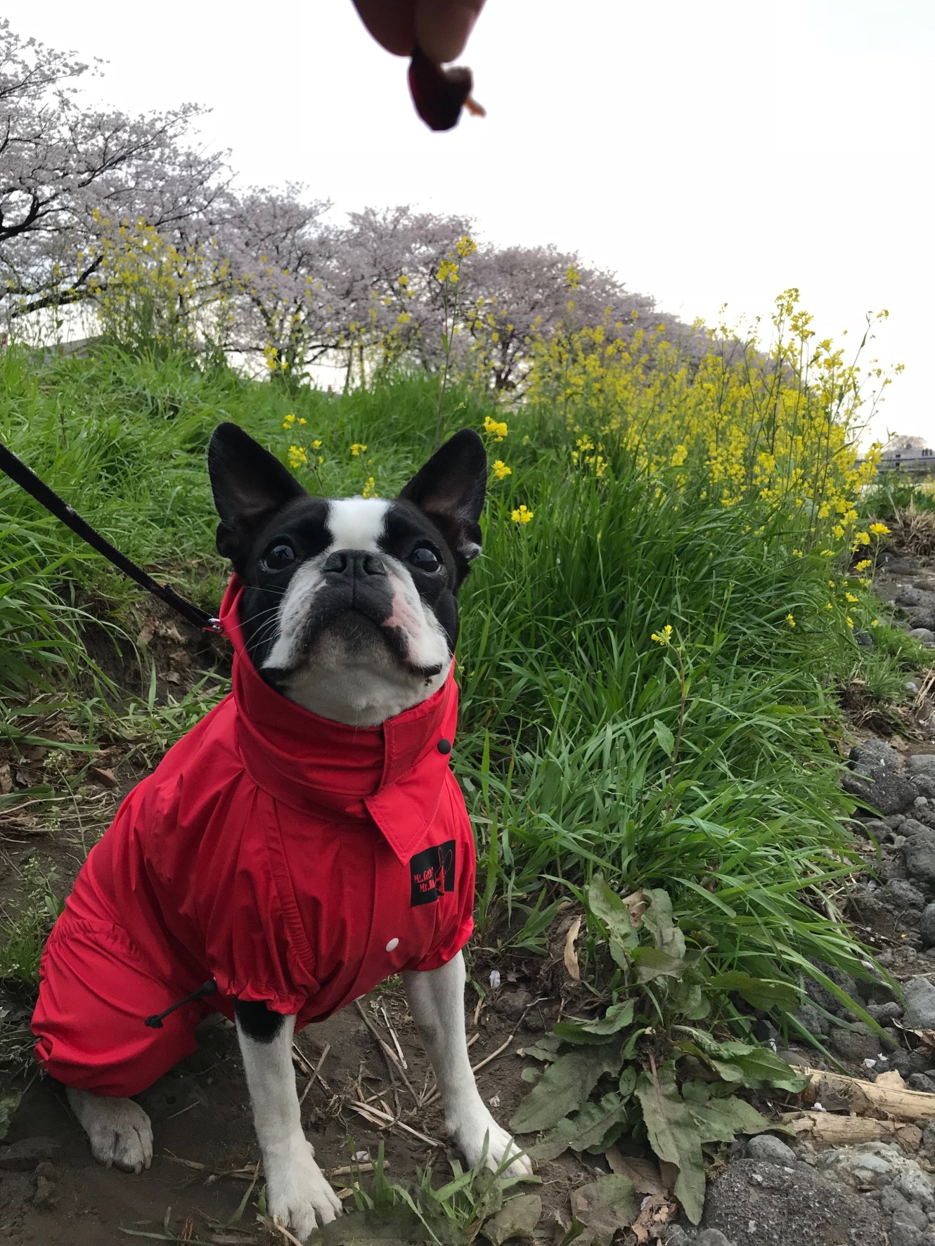 りんごちゃん