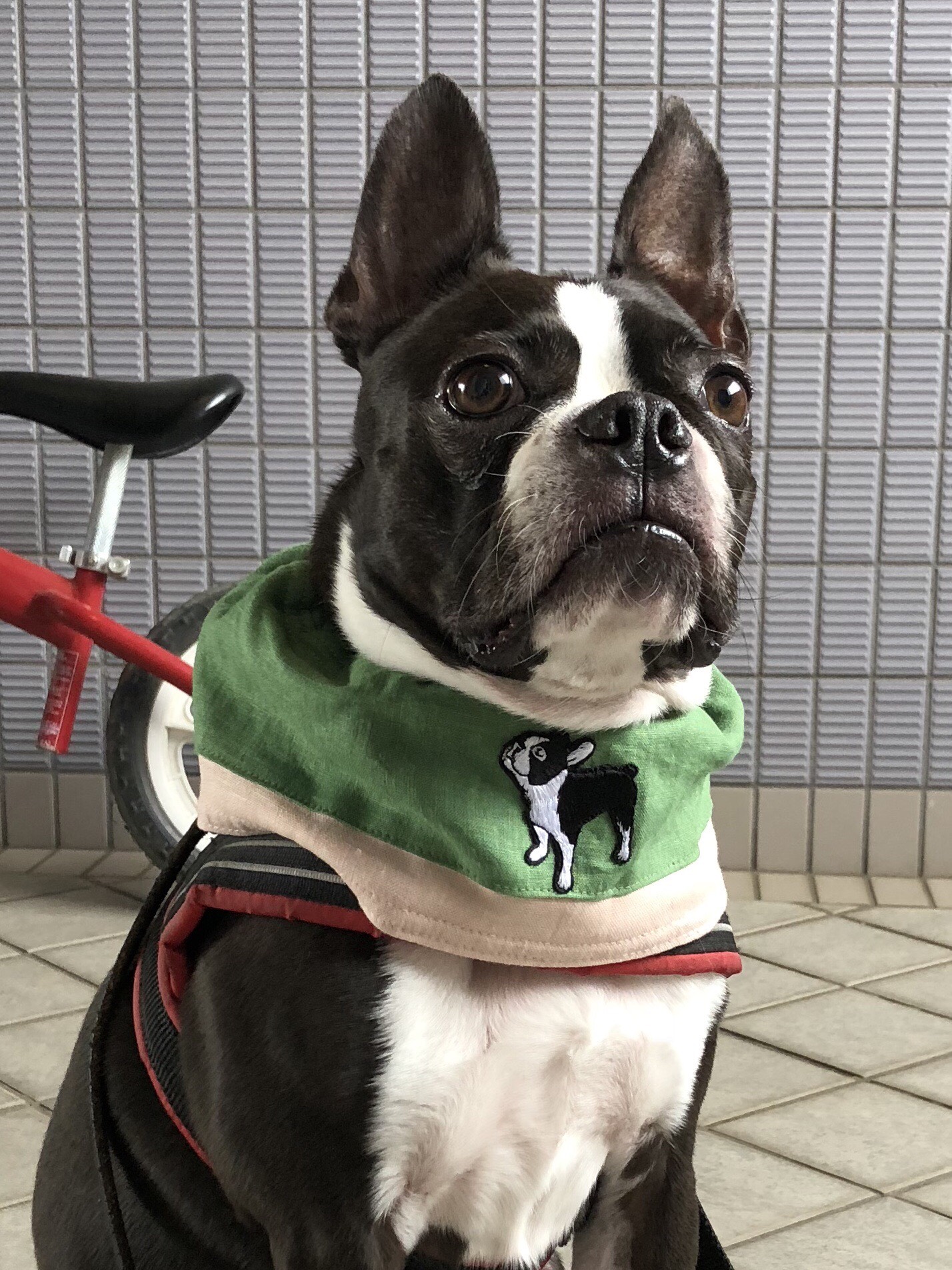 バルくん