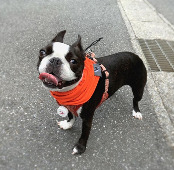 Hanaちゃん