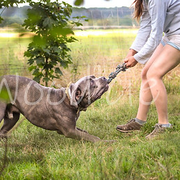 Polars Souls élevage de Laika de Iakoutie et Wood'Cie Ranch canin | Pension canine