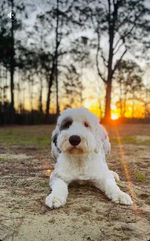 Screenshot 2023-03-04 at 2.25.47 PM.JPEG