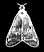 moth transparent (kopia 2).png