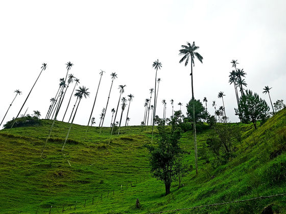 Colombia, Cali, Salento ja Valle de Cocora: Lõuna-Ameerika, nagu me seda ette kujutasime ehk salsa, 