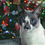 Thumbnail: Christmas Cat Collection - Cat in Front of Brightly Decorated Chrsitmas Tree