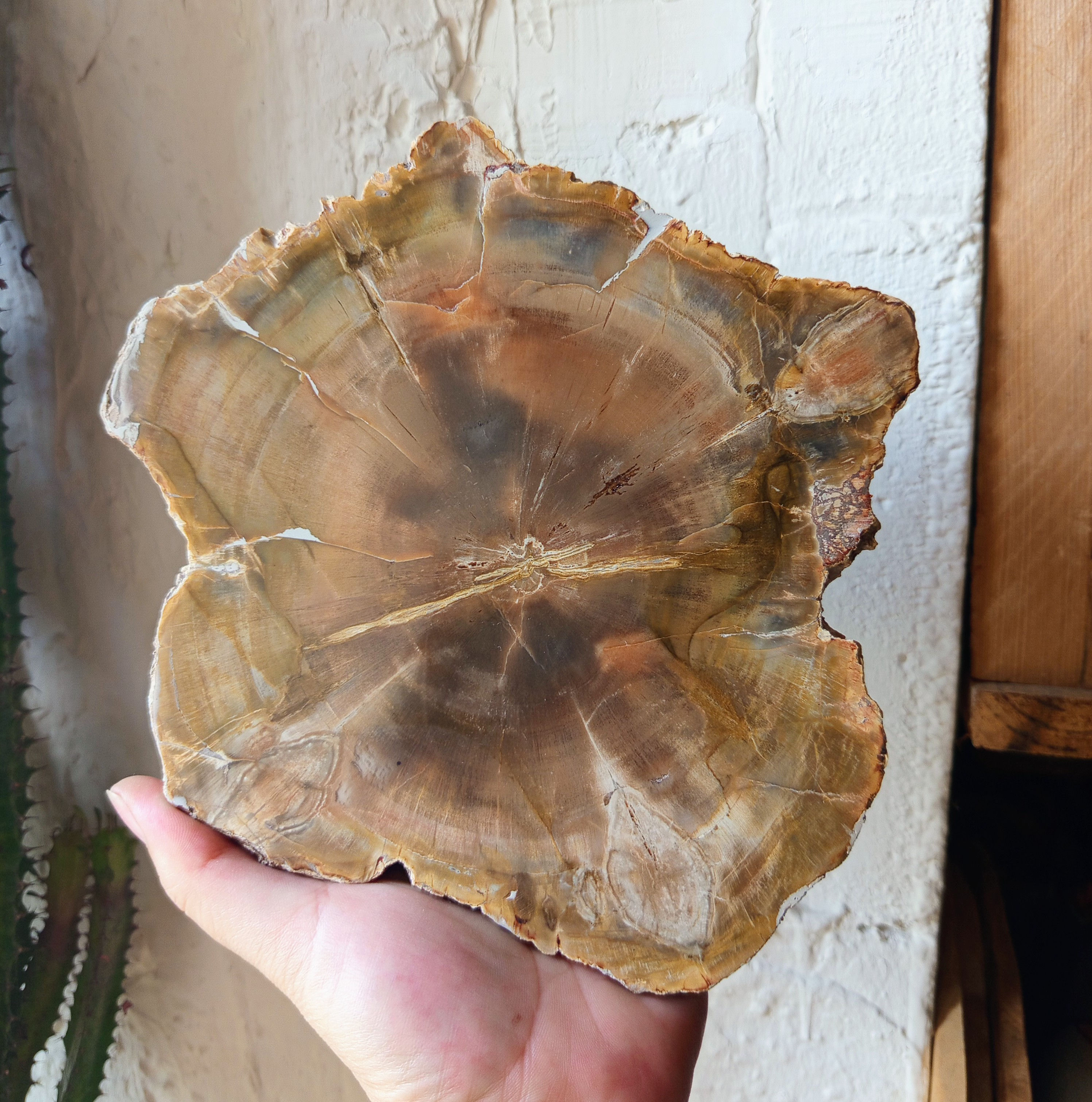 Bois fossilisé de Madagascar, 1.1kg.