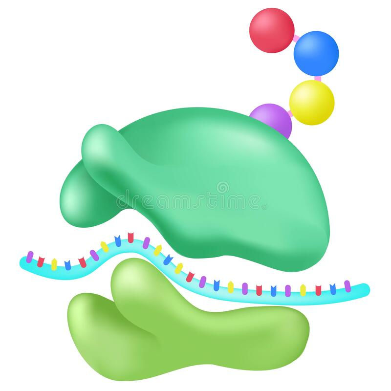 ribosome-function-simple-ribosomes-macro-molecular-production-units-231116983.jpeg