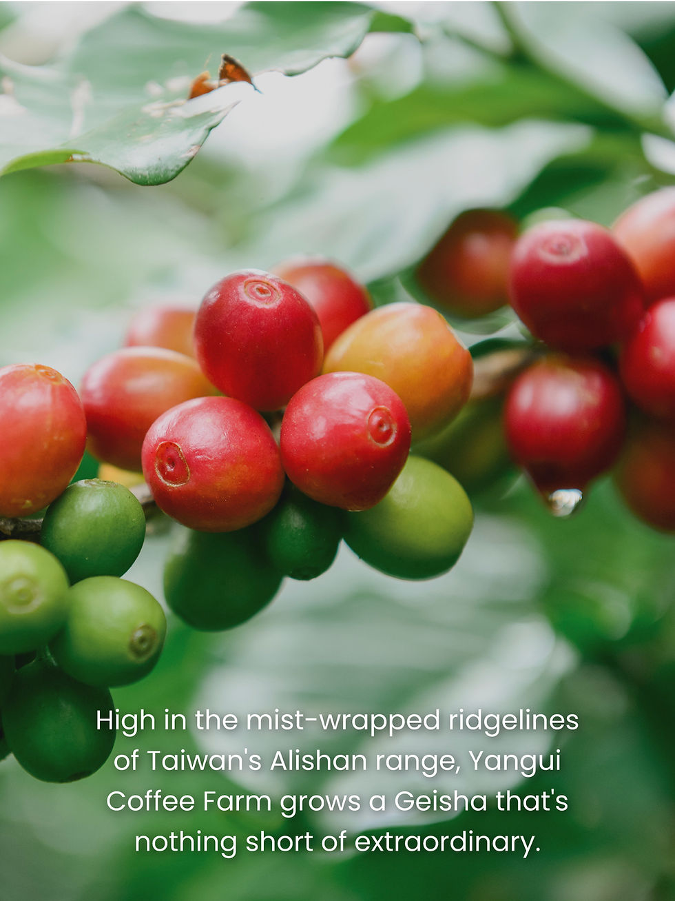 Thumbnail: Alishan Geisha | Yangui Coffee Farm, Alishan, Taiwan | Washed