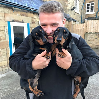 dog training
