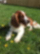 Bailey Boarding.jpeg